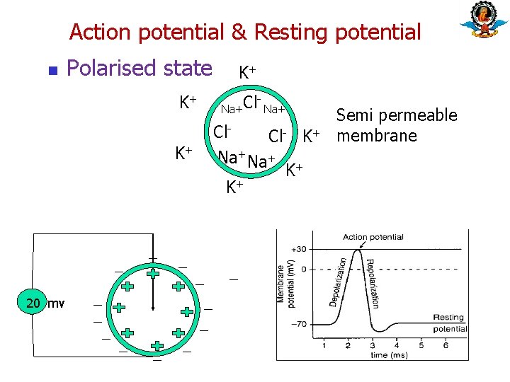 Action potential & Resting potential n Polarised state K+ K+ 20 mv K+ Na+Cl