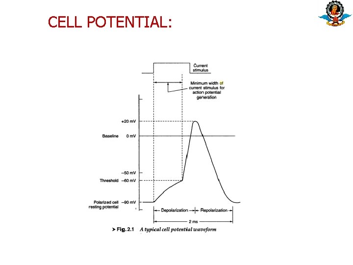 CELL POTENTIAL: CELL POTENTIAL: