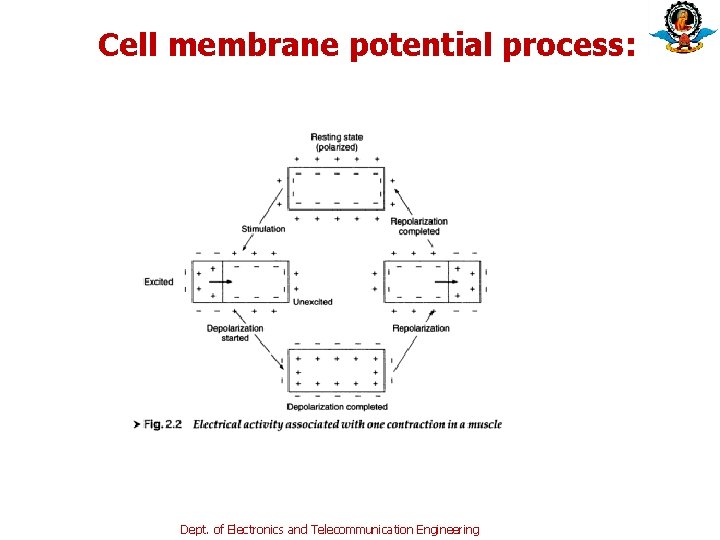 Cell membrane potential process: Dept. of Electronics and Telecommunication Engineering Cell membrane potential process: Dept. of Electronics and Telecommunication Engineering