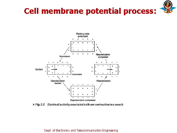 Cell membrane potential process: Dept. of Electronics and Telecommunication Engineering 