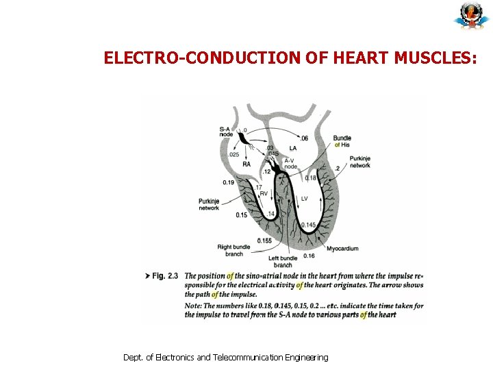 ELECTRO-CONDUCTION OF HEART MUSCLES: Dept. of Electronics and Telecommunication Engineering ELECTRO-CONDUCTION OF HEART MUSCLES: Dept. of Electronics and Telecommunication Engineering