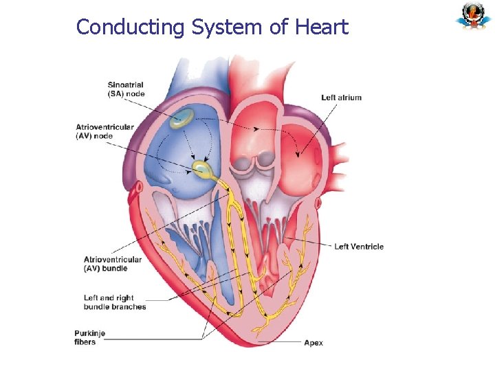 Conducting System of Heart Conducting System of Heart