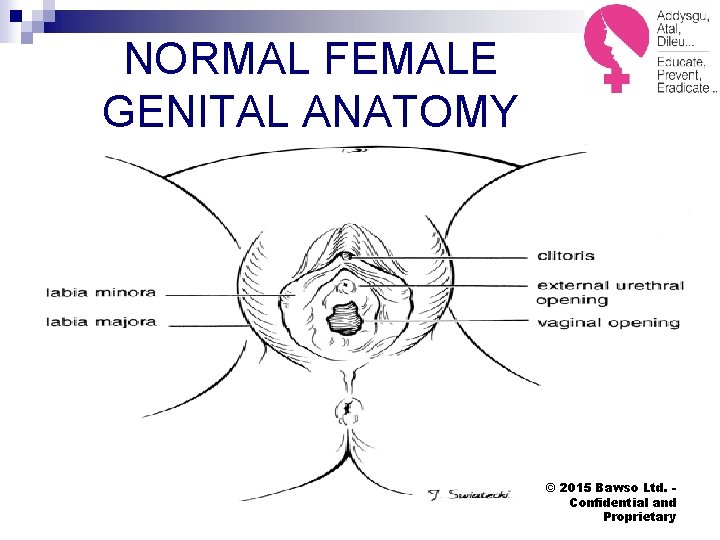 NORMAL FEMALE GENITAL ANATOMY © 2015 Bawso Ltd. Confidential and Proprietary 