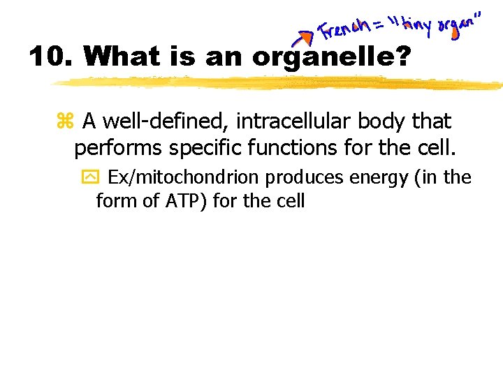 10. What is an organelle? z A well-defined, intracellular body that performs specific functions