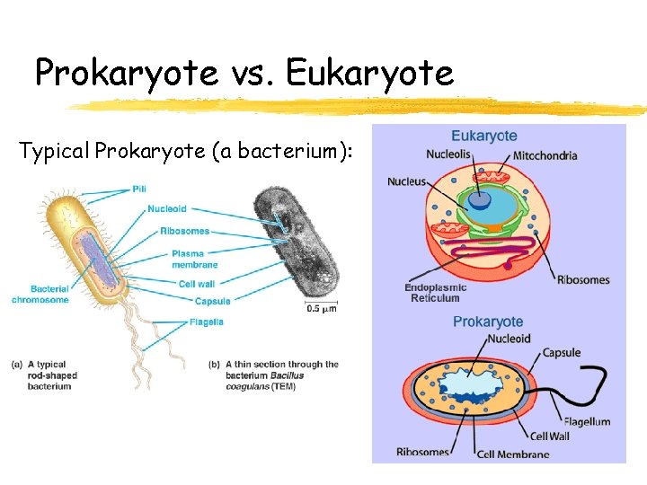 Prokaryote vs. Eukaryote Typical Prokaryote (a bacterium): 