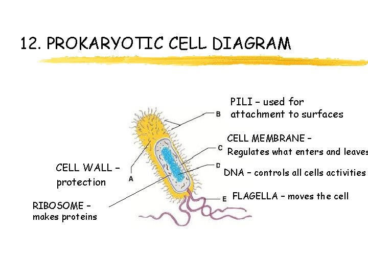 12. PROKARYOTIC CELL DIAGRAM PILI – used for attachment to surfaces CELL MEMBRANE –