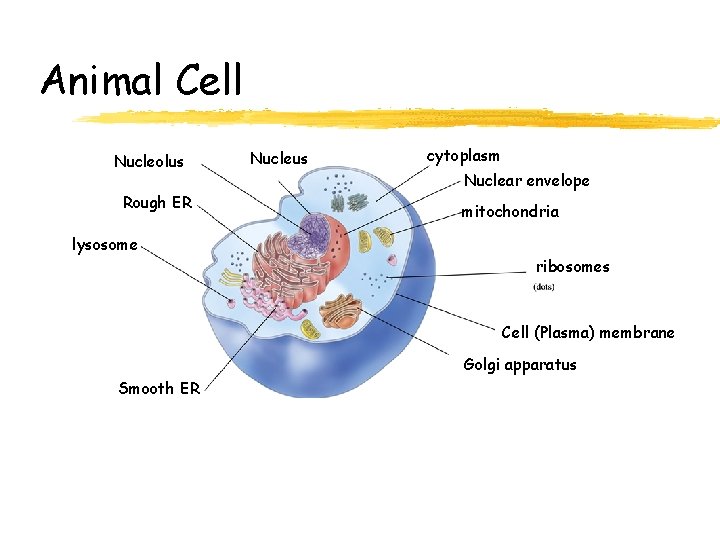 Animal Cell Nucleolus Rough ER lysosome Nucleus cytoplasm Nuclear envelope mitochondria ribosomes Cell (Plasma)