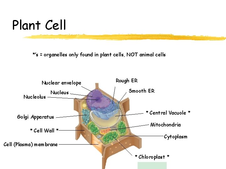 Plant Cell *’s = organelles only found in plant cells, NOT animal cells Nuclear