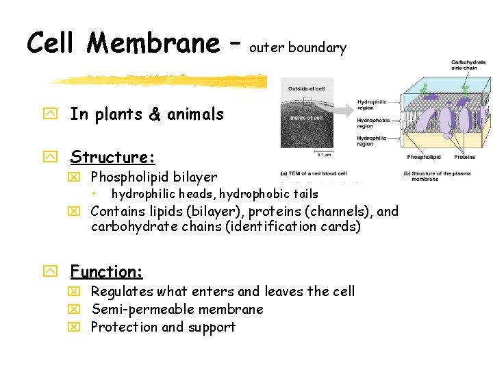 Cell Membrane – outer boundary y In plants & animals y Structure: x Phospholipid