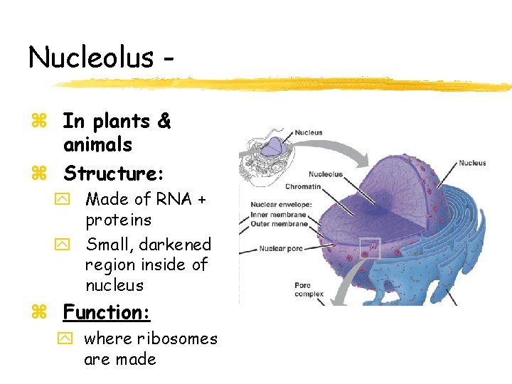 Nucleolus z In plants & animals z Structure: y Made of RNA + proteins