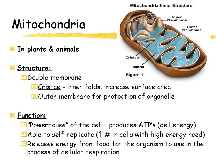 Mitochondria z In plants & animals z Structure: y. Double membrane x. Cristae -