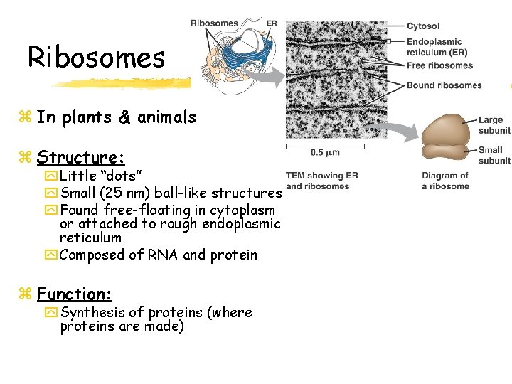 Ribosomes z In plants & animals z Structure: y Little “dots” y Small (25