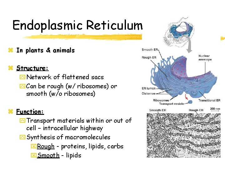 Endoplasmic Reticulum z In plants & animals z Structure: y Network of flattened sacs