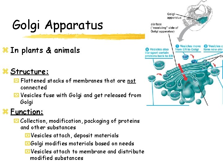 Golgi Apparatus z In plants & animals z Structure: y Flattened stacks of membranes