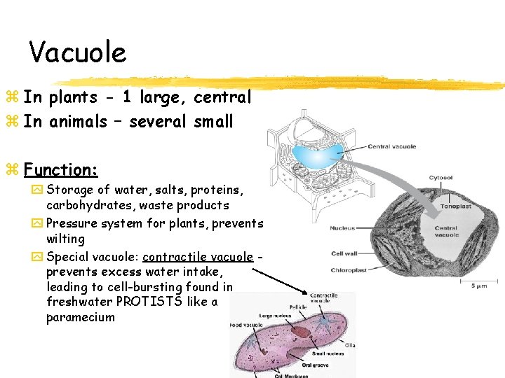 Vacuole z In plants - 1 large, central z In animals – several small