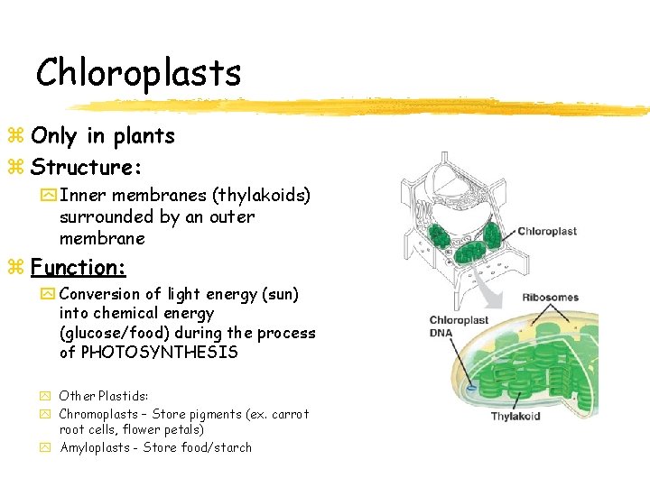 Chloroplasts z Only in plants z Structure: y Inner membranes (thylakoids) surrounded by an