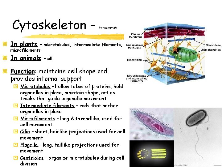Cytoskeleton - framework z In plants – microtubules, intermediate filaments, microfilaments z In animals Cytoskeleton - framework z In plants – microtubules, intermediate filaments, microfilaments z In animals