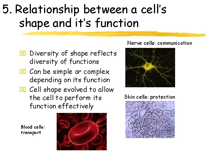 5. Relationship between a cell’s shape and it’s function Nerve cells: communication x Diversity