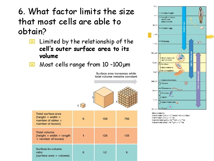 6. What factor limits the size that most cells are able to obtain? x