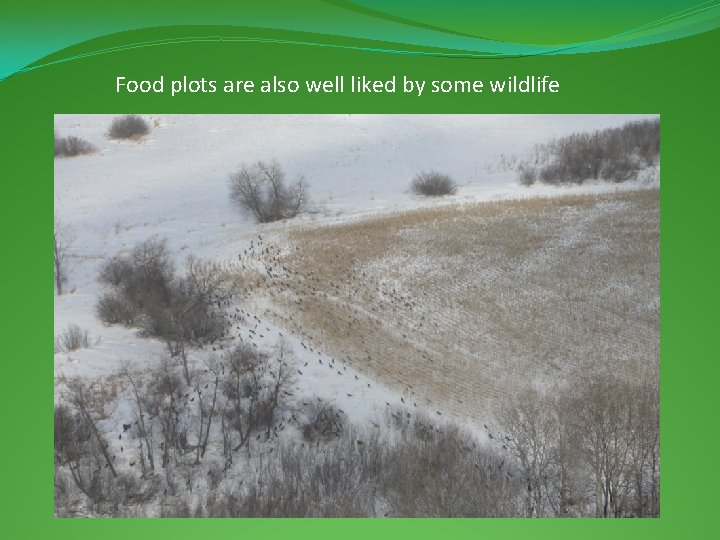 Food plots are also well liked by some wildlife 