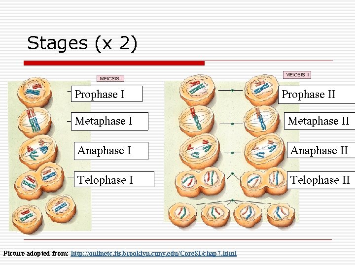 Stages (x 2) Prophase II Metaphase II Anaphase II Telophase II Picture adopted from: