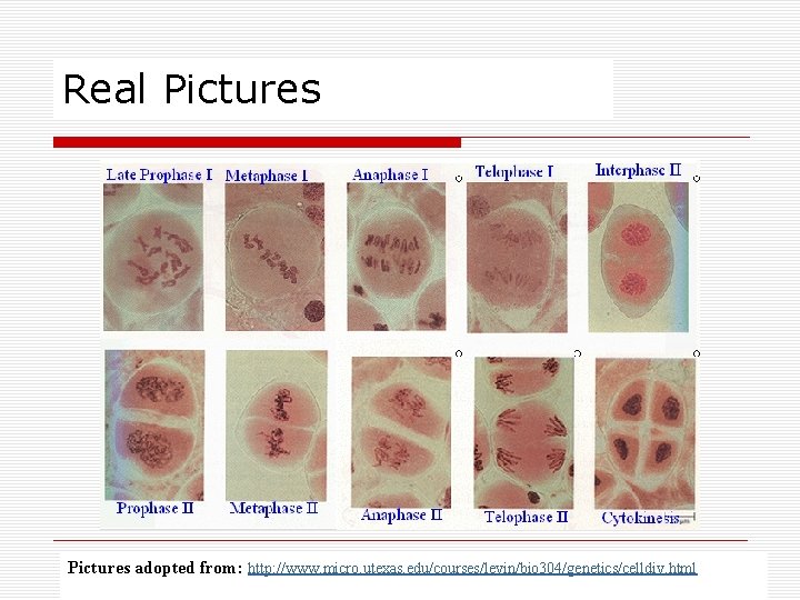 Real Pictures adopted from: http: //www. micro. utexas. edu/courses/levin/bio 304/genetics/celldiv. html 