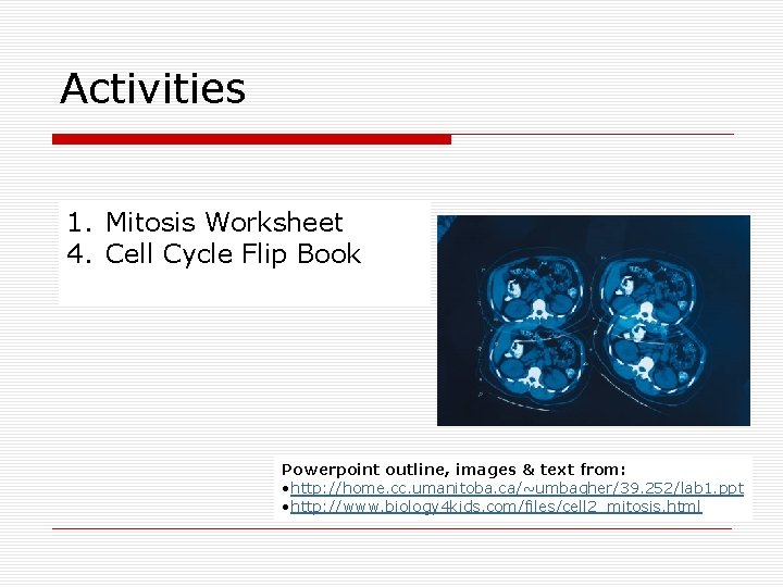 Activities 1. Mitosis Worksheet 4. Cell Cycle Flip Book Powerpoint outline, images & text