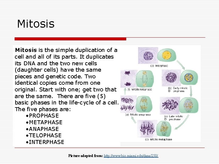 Mitosis is the simple duplication of a cell and all of its parts. It