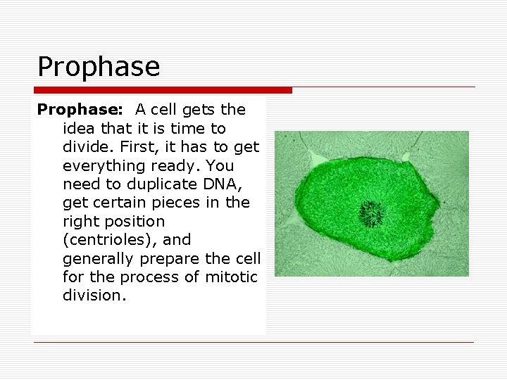 Prophase: A cell gets the idea that it is time to divide. First, it