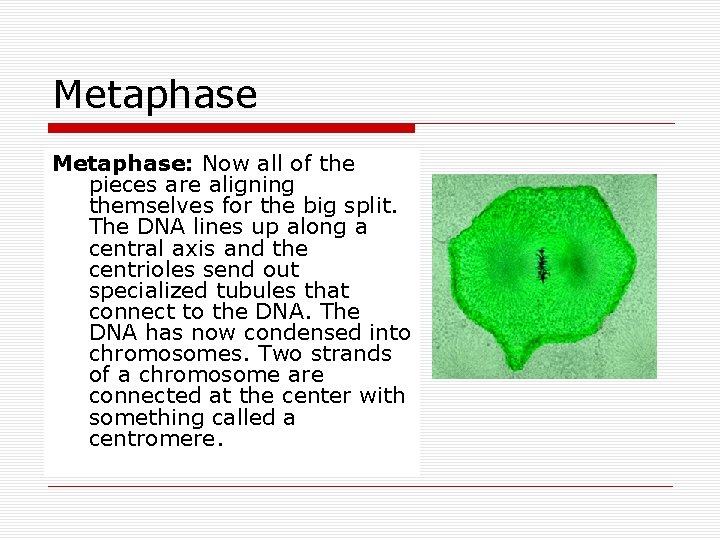 Metaphase: Now all of the pieces are aligning themselves for the big split. The