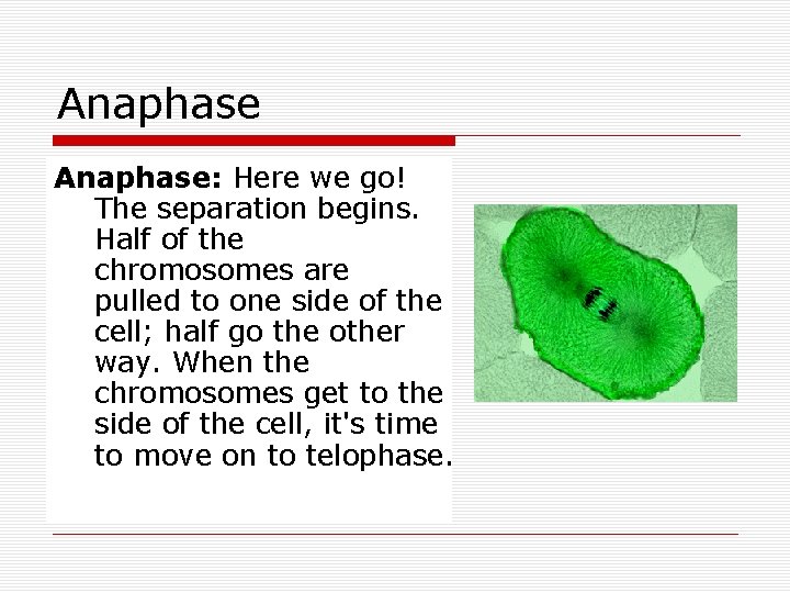 Anaphase: Here we go! The separation begins. Half of the chromosomes are pulled to