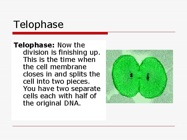 Telophase: Now the division is finishing up. This is the time when the cell