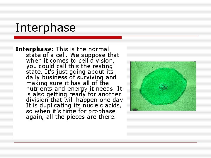 Interphase: This is the normal state of a cell. We suppose that when it