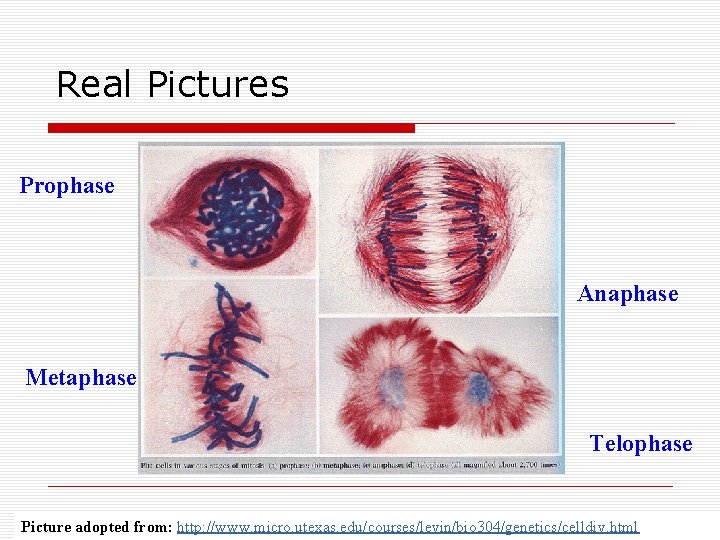 Real Pictures Prophase Anaphase Metaphase Telophase Picture adopted from: http: //www. micro. utexas. edu/courses/levin/bio