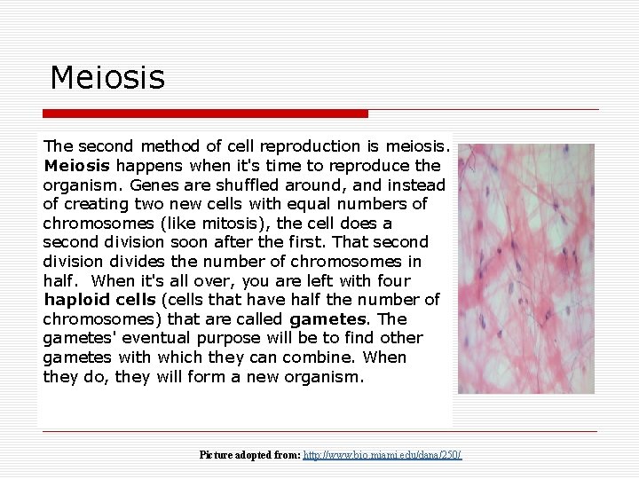 Meiosis The second method of cell reproduction is meiosis. Meiosis happens when it's time