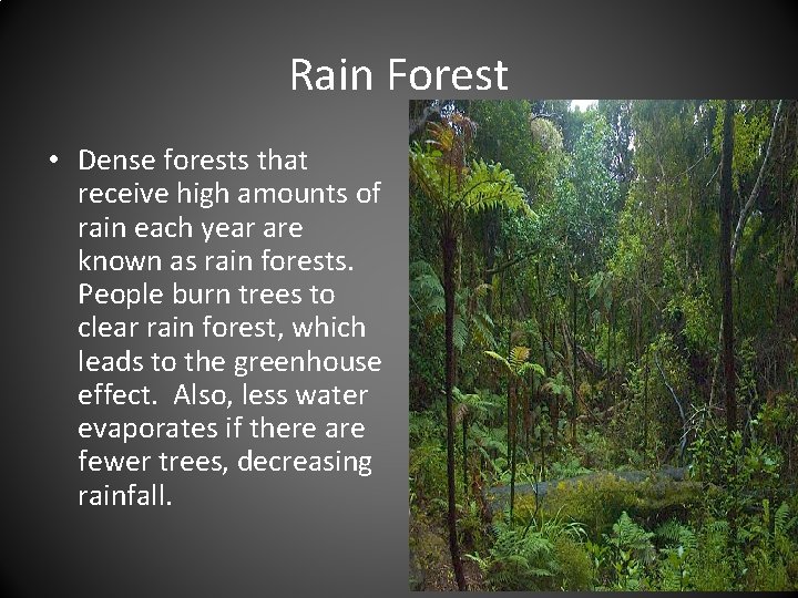 Rain Forest • Dense forests that receive high amounts of rain each year are