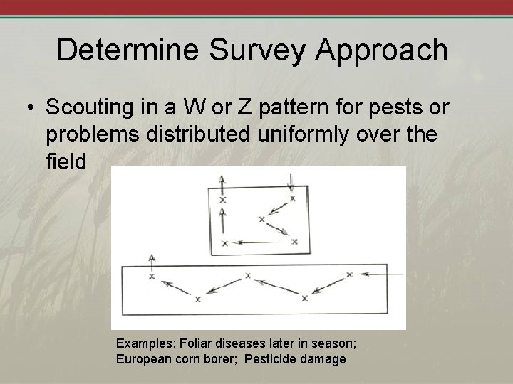 Determine Survey Approach • Scouting in a W or Z pattern for pests or