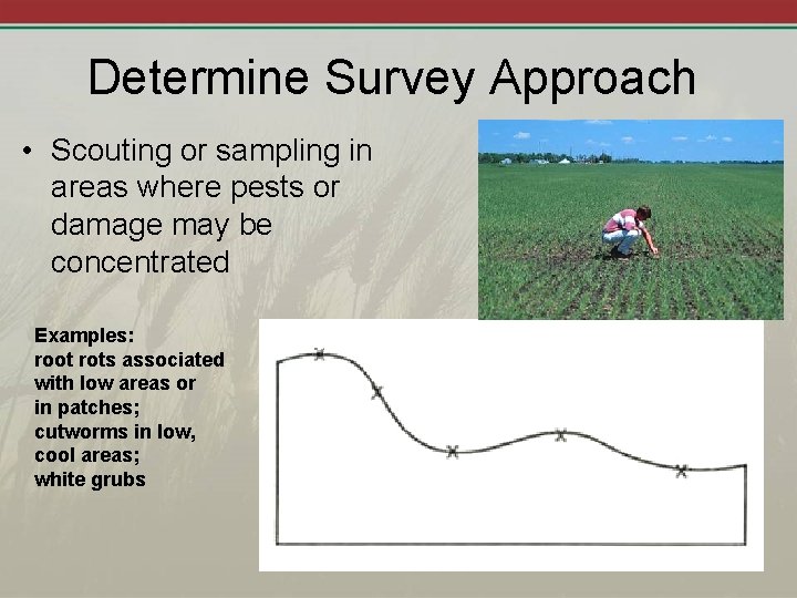 Determine Survey Approach • Scouting or sampling in areas where pests or damage may