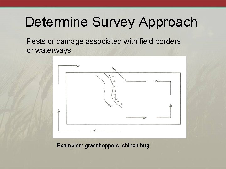 Determine Survey Approach Pests or damage associated with field borders or waterways Examples: grasshoppers,