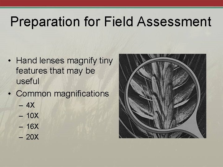 Preparation for Field Assessment • Hand lenses magnify tiny features that may be useful