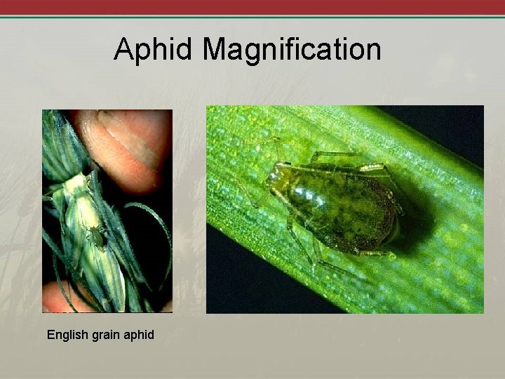 Aphid Magnification English grain aphid 