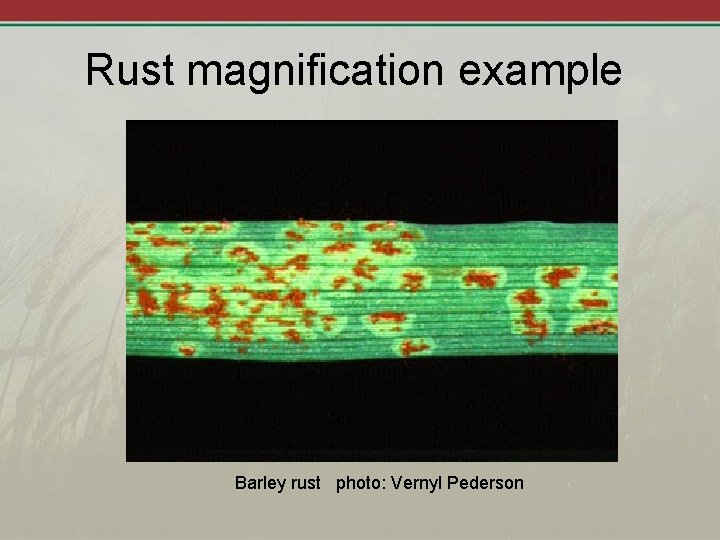 Rust magnification example Barley rust photo: Vernyl Pederson 
