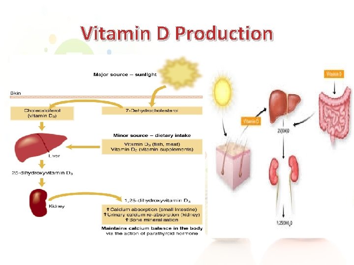 Vitamin D Production 
