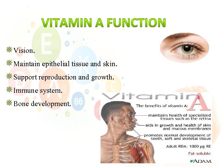 ¯Vision. ¯Maintain epithelial tissue and skin. ¯Support reproduction and growth. ¯Immune system. ¯Bone development.