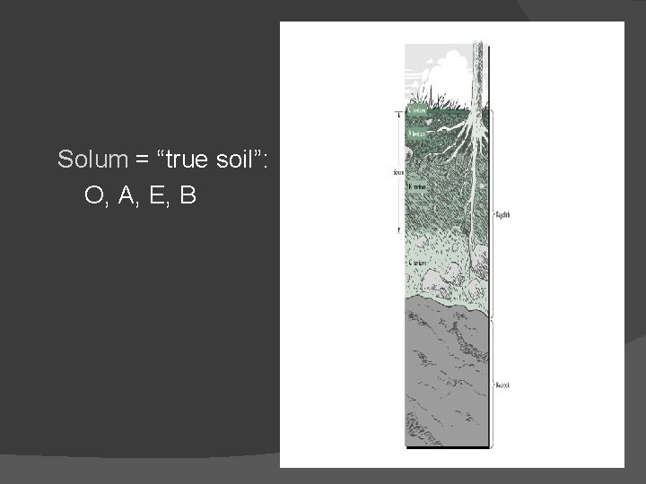 Solum = “true soil”: O, A, E, B 