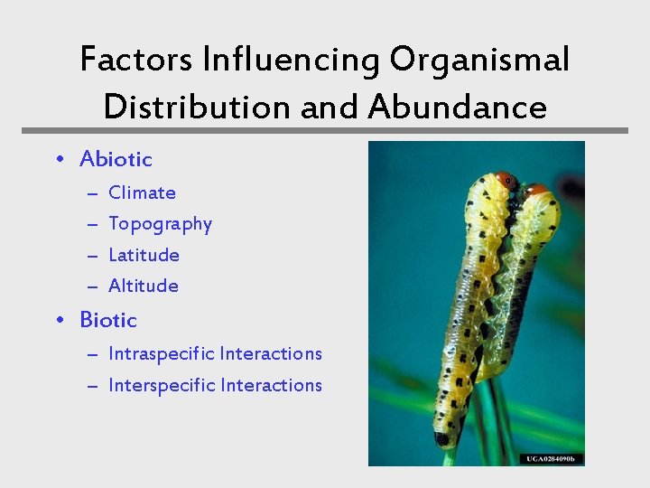 Factors Influencing Organismal Distribution and Abundance • Abiotic – – Climate Topography Latitude Altitude