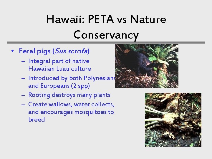 Hawaii: PETA vs Nature Conservancy • Feral pigs (Sus scrofa) – Integral part of Hawaii: PETA vs Nature Conservancy • Feral pigs (Sus scrofa) – Integral part of