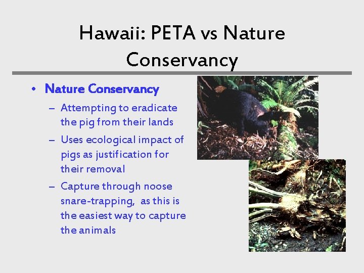 Hawaii: PETA vs Nature Conservancy • Nature Conservancy – Attempting to eradicate the pig