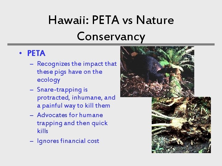 Hawaii: PETA vs Nature Conservancy • PETA – Recognizes the impact that these pigs