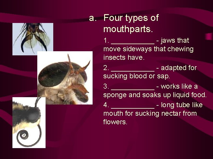 a. Four types of mouthparts. 1. ______ - jaws that move sideways that chewing